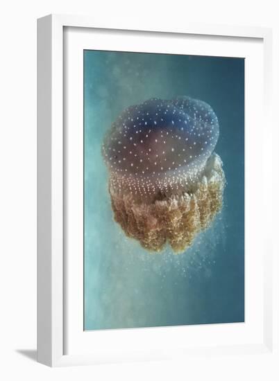 Jellyfish Phylorhiza Punctata-Yaron Halevy-Framed Giclee Print