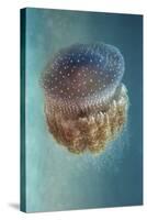 Jellyfish Phylorhiza Punctata-Yaron Halevy-Stretched Canvas
