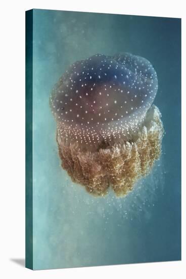 Jellyfish Phylorhiza Punctata-Yaron Halevy-Stretched Canvas