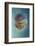 Jellyfish - Phylorhiza Punctata-Yaron Halevy-Framed Photographic Print