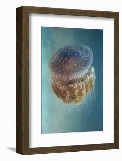 Jellyfish - Phylorhiza Punctata-Yaron Halevy-Framed Photographic Print