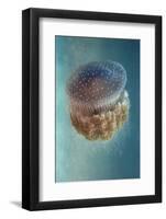 Jellyfish - Phylorhiza Punctata-Yaron Halevy-Framed Photographic Print