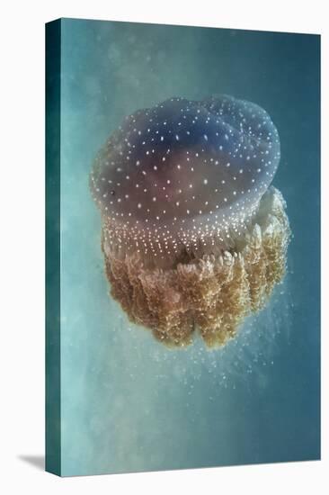 Jellyfish - Phylorhiza Punctata-Yaron Halevy-Stretched Canvas