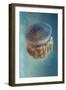 Jellyfish - Phylorhiza Punctata-Yaron Halevy-Framed Photographic Print