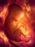Human Foetus In the Womb, Artwork-Jellyfish Pictures-Laminated Premium Photographic Print
