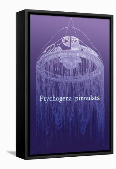 Jellyfish: Ptychogena Pinnulata-Ernst Haeckel-Framed Stretched Canvas