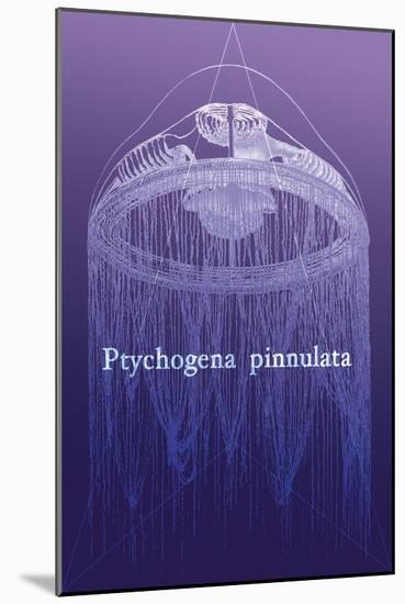 Jellyfish: Ptychogena Pinnulata-Ernst Haeckel-Mounted Art Print