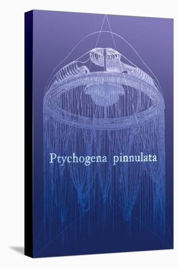 Jellyfish: Ptychogena Pinnulata-Ernst Haeckel-Stretched Canvas