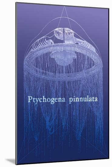 Jellyfish: Ptychogena Pinnulata-Ernst Haeckel-Mounted Art Print