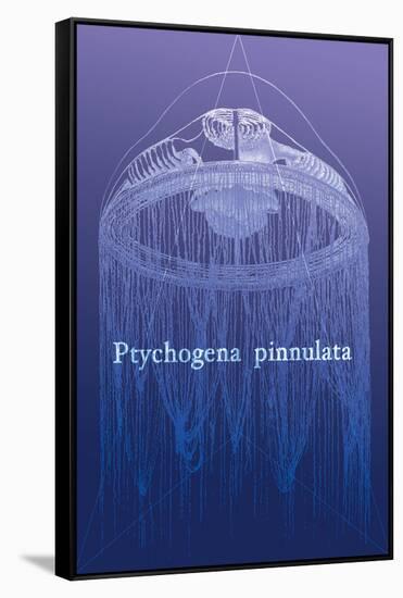 Jellyfish: Ptychogena Pinnulata-Ernst Haeckel-Framed Stretched Canvas