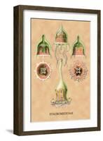 Jellyfish: Stauromedusae-Ernst Haeckel-Framed Art Print