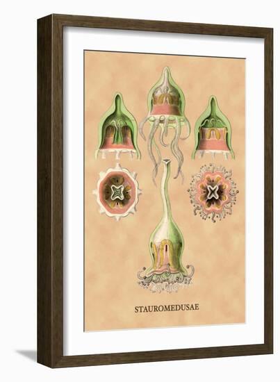 Jellyfish: Stauromedusae-Ernst Haeckel-Framed Art Print