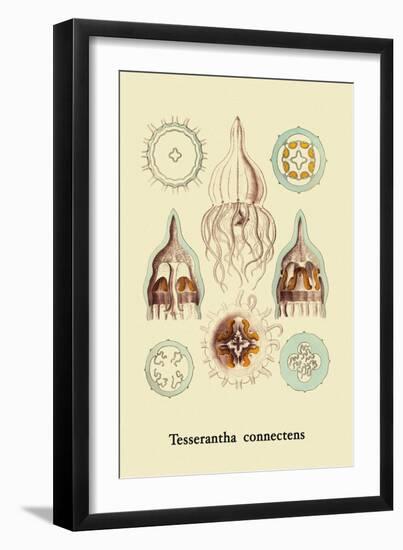 Jellyfish: Tesserantha Connectens-Ernst Haeckel-Framed Art Print