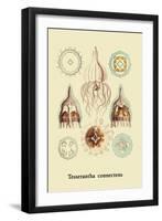 Jellyfish: Tesserantha Connectens-Ernst Haeckel-Framed Art Print