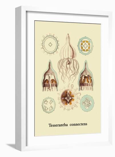 Jellyfish: Tesserantha Connectens-Ernst Haeckel-Framed Art Print