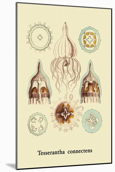 Jellyfish: Tesserantha Connectens-Ernst Haeckel-Mounted Art Print