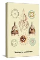 Jellyfish: Tesserantha Connectens-Ernst Haeckel-Stretched Canvas