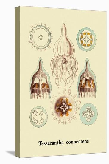 Jellyfish: Tesserantha Connectens-Ernst Haeckel-Stretched Canvas