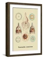 Jellyfish: Tesserantha Connectens-Ernst Haeckel-Framed Art Print