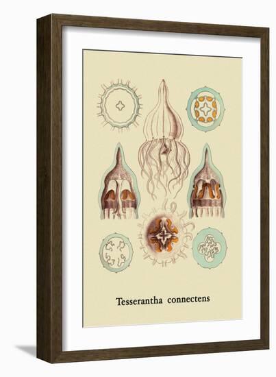 Jellyfish: Tesserantha Connectens-Ernst Haeckel-Framed Art Print