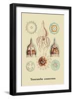 Jellyfish: Tesserantha Connectens-Ernst Haeckel-Framed Art Print