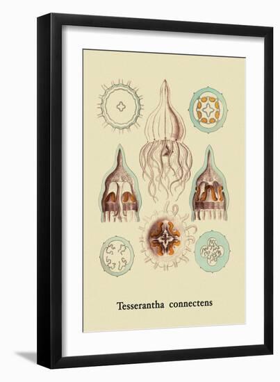 Jellyfish: Tesserantha Connectens-Ernst Haeckel-Framed Art Print