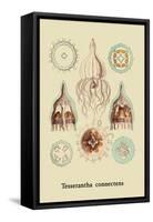 Jellyfish: Tesserantha Connectens-Ernst Haeckel-Framed Stretched Canvas