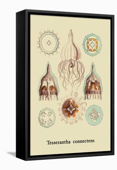 Jellyfish: Tesserantha Connectens-Ernst Haeckel-Framed Stretched Canvas