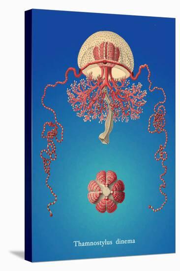 Jellyfish: Thamnostylus Dinema-Ernst Haeckel-Stretched Canvas