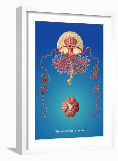 Jellyfish: Thamnostylus Dinema-Ernst Haeckel-Framed Art Print