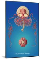 Jellyfish: Thamnostylus Dinema-Ernst Haeckel-Mounted Art Print