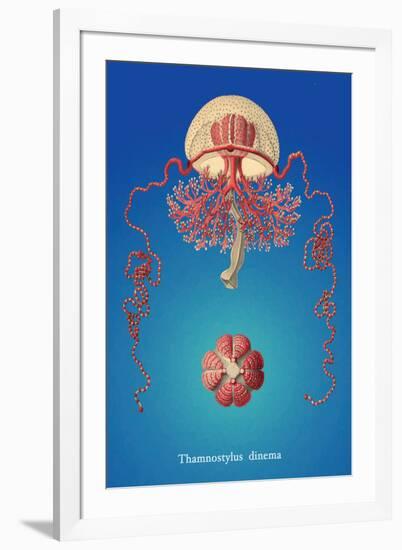 Jellyfish: Thamnostylus Dinema-Ernst Haeckel-Framed Art Print