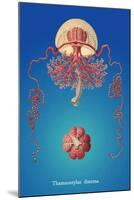 Jellyfish: Thamnostylus Dinema-Ernst Haeckel-Mounted Art Print