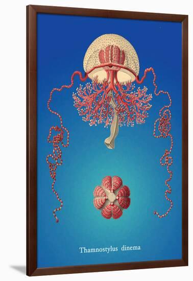 Jellyfish: Thamnostylus Dinema-Ernst Haeckel-Framed Art Print