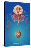 Jellyfish: Thamnostylus Dinema-Ernst Haeckel-Stretched Canvas