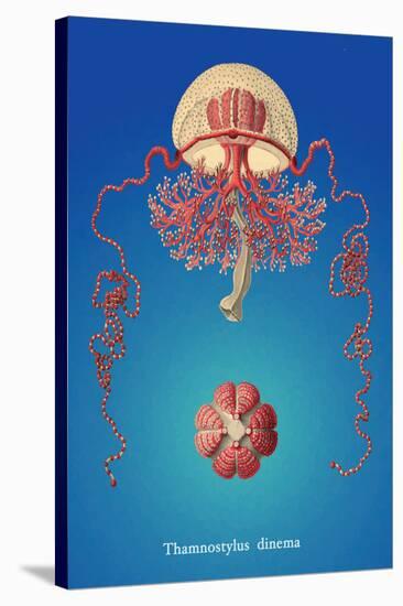 Jellyfish: Thamnostylus Dinema-Ernst Haeckel-Stretched Canvas