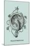 Jellyfish: Trachymedusae-Ernst Haeckel-Mounted Art Print