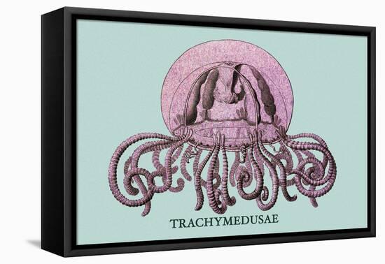 Jellyfish: Trachymedusae-Ernst Haeckel-Framed Stretched Canvas