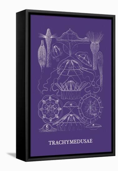 Jellyfish: Trachymedusae-Ernst Haeckel-Framed Stretched Canvas