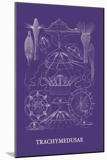 Jellyfish: Trachymedusae-Ernst Haeckel-Mounted Art Print