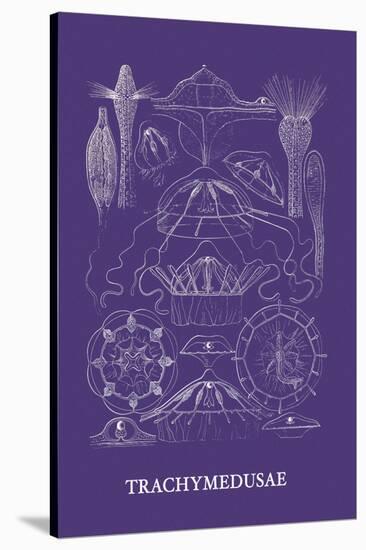 Jellyfish: Trachymedusae-Ernst Haeckel-Stretched Canvas