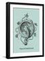 Jellyfish: Trachymedusae-Ernst Haeckel-Framed Art Print