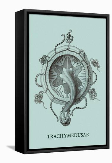 Jellyfish: Trachymedusae-Ernst Haeckel-Framed Stretched Canvas