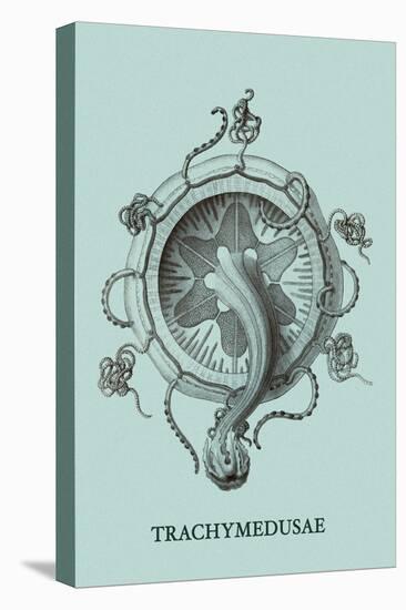 Jellyfish: Trachymedusae-Ernst Haeckel-Stretched Canvas