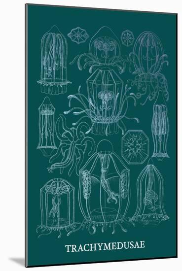 Jellyfish: Trachymedusae-Ernst Haeckel-Mounted Art Print