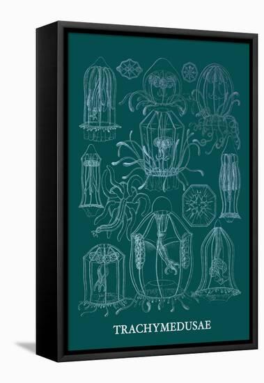 Jellyfish: Trachymedusae-Ernst Haeckel-Framed Stretched Canvas