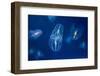 Jellyfish under the Deep Sea-Phraisohn Siripool-Framed Photographic Print