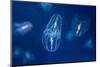 Jellyfish under the Deep Sea-Phraisohn Siripool-Mounted Photographic Print