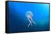 Jellyfish Underwater-Rich Carey-Framed Stretched Canvas