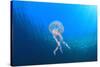 Jellyfish Underwater-Rich Carey-Stretched Canvas